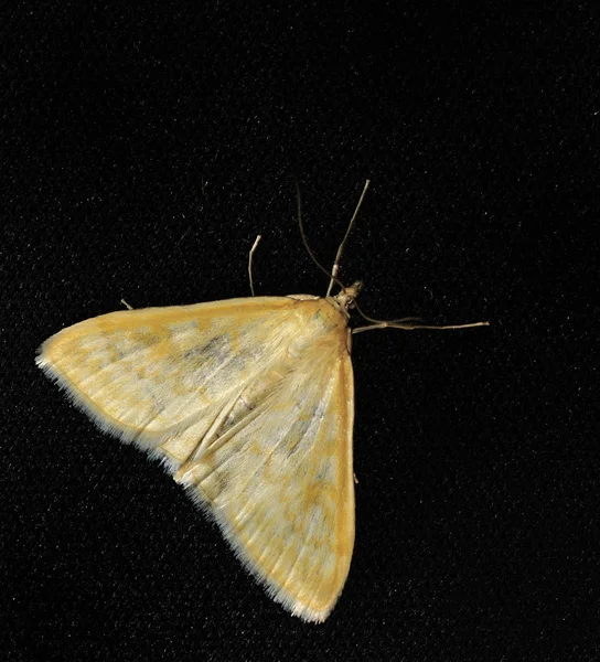 Nachtfalter. Das sind Schmetterlinge, die einen dünnen Körper und relativ lange Beine haben. Schmetterlinge sind schleichend und nachtaktiv. Nahaufnahme, geringe Schärfentiefe, blauer Hintergrund — Stockfoto