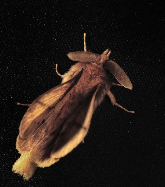 Polilla nocturna. Estas son mariposas, el sobi tiene un cuerpo delgado y patas relativamente largas. Las mariposas son crepusculares y nocturnas. Foto de primer plano, profundidad de campo poco profunda, fondo borroso —  Fotos de Stock