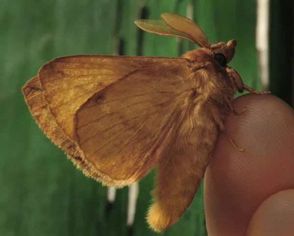 Gece güvesi. Bu kelebekler, sobi ince bir vücut ve nispeten uzun bacaklar var. Kelebekler crepuscular ve noktüral vardır. Seçici odak. Yakın çekim fotoğraf, sığ alan derinliği, bulanık arka plan