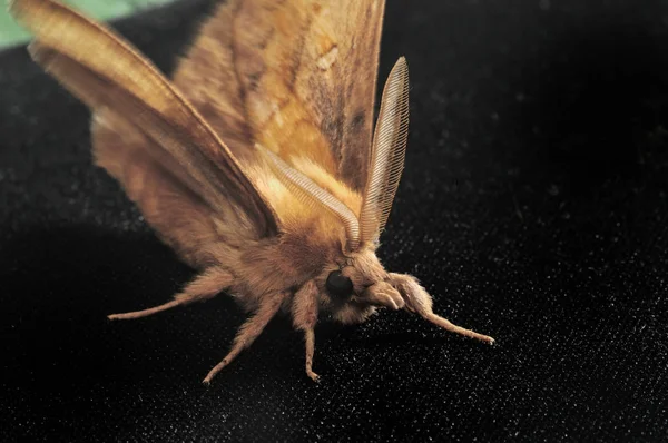 Nachtfalter. Das sind Schmetterlinge, die einen dünnen Körper und relativ lange Beine haben. Schmetterlinge sind schleichend und nachtaktiv. Nahaufnahme, geringe Schärfentiefe, blauer Hintergrund — Stockfoto
