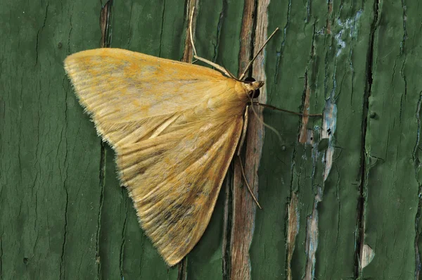 Nachtfalter. Das sind Schmetterlinge, die einen dünnen Körper und relativ lange Beine haben. Schmetterlinge sind schleichend und nachtaktiv. Nahaufnahme, geringe Schärfentiefe, blauer Hintergrund — Stockfoto