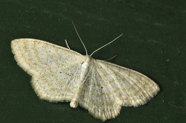 Gece güvesi. Bu kelebekler, sobi ince bir vücut ve nispeten uzun bacaklar var. Kelebekler crepuscular ve noktüral vardır. Seçici odak. Yakın çekim fotoğraf, sığ alan derinliği, bulanık arka plan
