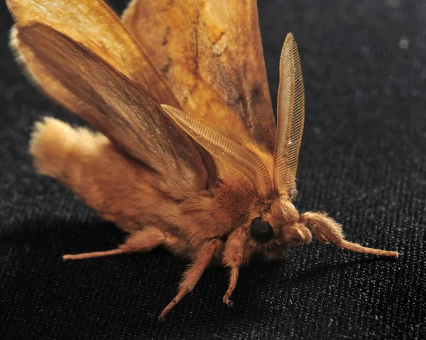 Gece güvesi. Bu kelebekler, sobi ince bir vücut ve nispeten uzun bacaklar var. Kelebekler crepuscular ve noktüral vardır. Seçici odak. Yakın çekim fotoğraf, sığ alan derinliği, bulanık arka plan