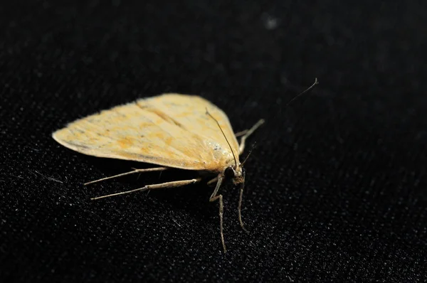 夜飞虫。这些是蝴蝶,索比有瘦弱的身体和相对长的腿。蝴蝶是食人无不的和夜间的。选择性聚焦。特写照片,浅景深,模糊背景 — 图库照片
