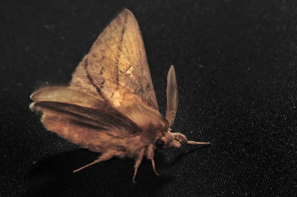 Nachtfalter. Das sind Schmetterlinge, die einen dünnen Körper und relativ lange Beine haben. Schmetterlinge sind schleichend und nachtaktiv. Nahaufnahme, geringe Schärfentiefe, blauer Hintergrund — Stockfoto