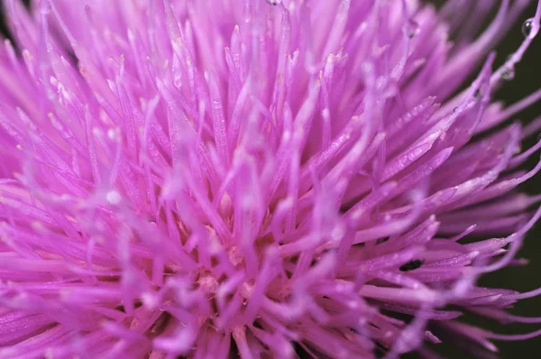 Hermosa flor de cardo púrpura. Flores rosas de bardana. Bardana flor espinosa primer plano. Cardo floreciente o cardo mariano. Herbáceas - Cardos de leche, Carduus. Profundidad superficial del campo — Foto de Stock