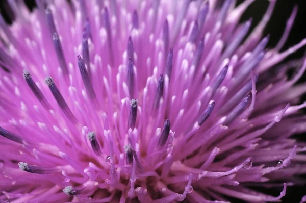 Hermosa flor de cardo púrpura. Flores rosas de bardana. Bardana flor espinosa primer plano. Cardo floreciente o cardo mariano. Herbáceas - Cardos de leche, Carduus. Profundidad superficial del campo — Foto de Stock