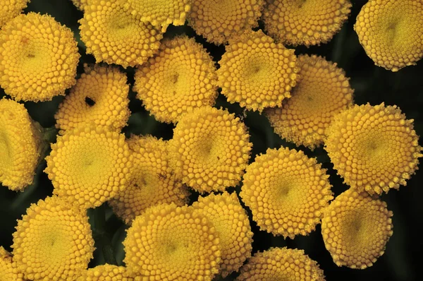 Sarı tansy çiçekler - Tanacetum vulgare, ortak tansi bitki, acı düğme, acı, ya da altın düğmeleri - yeşil yaz çayır otlar alanında. Sarı çiçek bitkisi. Yakın çekim fotoğraf, sığ Dof