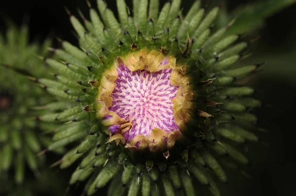 Hermosa flor de cardo púrpura. Flores rosas de bardana. Bardana flor espinosa primer plano. Cardo floreciente o cardo mariano. Herbáceas - Cardos de leche, Carduus. Profundidad superficial del campo — Foto de Stock