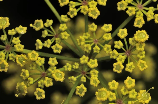 Achillea millefolium planta encimada por plana, cabeças de flores amarelas brilhantes. Nomes comuns yarrow, yarrow comum. Foco seletivo. Close-up foto, profundidade de campo rasa, fundo azul — Fotografia de Stock