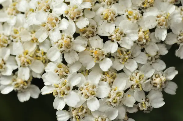 Achillea millefolium bitki düz, parlak beyaz çiçek başları ile tepesinde. Yaygın adlar yarrow, ortak yarrow. Seçici odak. Yakın çekim fotoğraf, sığ alan derinliği, bulanık arka plan
