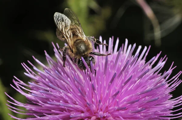 Bristlethistle - Carduus - iyi bir bal bitkisi olarak. Meliferous bitki. Toprak arı - uzun bıyıklı arı erkek, andrenid arılar, Çiçek Eucera longicornis. Seçici odak. Yakın çekim fotoğraf, sığ Dof