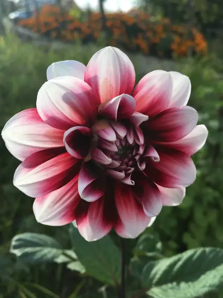 Beautiful Flower Bloomed Street — Stock Photo, Image