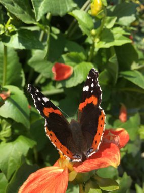 mariposa sobre una flor hermosa