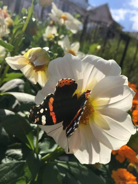 Hermosa Mariposa Una Flor Blanca — Foto de Stock