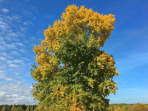 Beautiful Tree Blue Sky Autumn — Stock Photo, Image