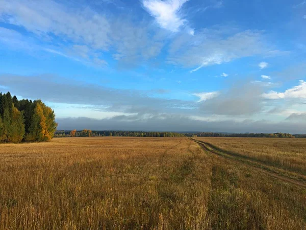 Niekończące Się Złotym Polu Pod Błękitne Niebo Jesienią — Zdjęcie stockowe