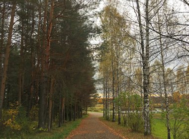 Sonbahar huş ağacı ve ladin sokakta