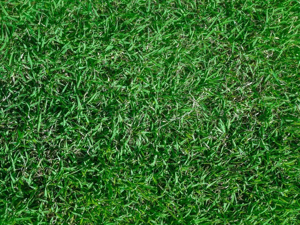 Green Grass Abstract Purity Closeup Shot Green Grass — Stock Photo, Image