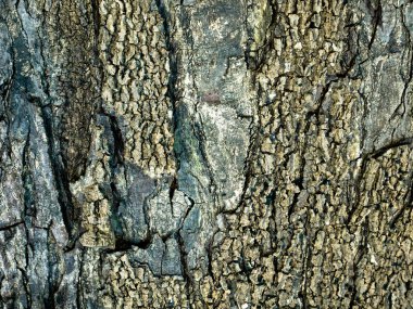 Ağaç kabuğu, kahverengi ağaç kabuğu, çerçeve, soyut ahşap doku kabuk dolum bardak doku doku.