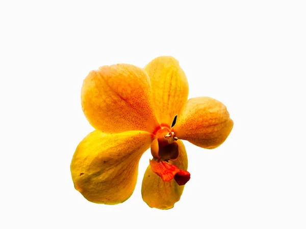 yellow orchid, Close up of  yelow orchid, White isolate blackgroud