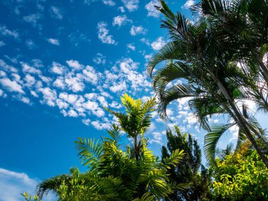 Yaz şube mavi gökyüzü ve bulutlar. boşaltmak, palmiye orman. Palmiye orman ve yeşil ağaç, çeşitli palmiye ağacı yaprakları yeşil farklı tonlarında mavi gökyüzü ve bulut, güzel kağıt.