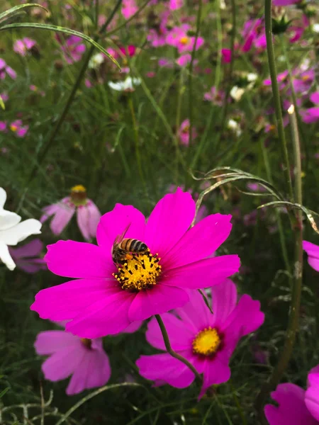 Pembe çiçek tarlada gün doğumuna yüz, Arı ve bir çiçek üzerinde polen.