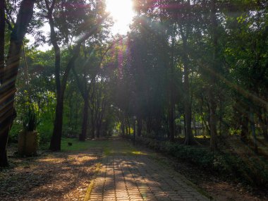 Tropik bir bahçeye giden bir yol. ağaçlar ve bitkiler. sabah, tropik bir bahçeye giden bir yol.