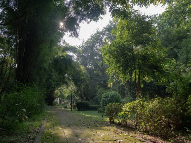 Tropik bir bahçeye giden bir yol. ağaçlar ve bitkiler. sabah, tropik bir bahçeye giden bir yol.
