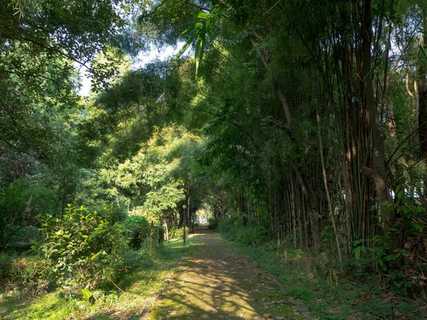 Tropik bir bahçeye giden bir yol. ağaçlar ve bitkiler. sabah, tropik bir bahçeye giden bir yol.