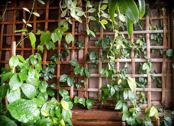 Bambu Net Teak Ahşap Duvar Yeşil Bahçe Demirel Yakın Çekim — Stok fotoğraf