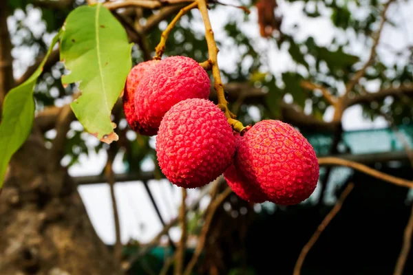 Fresh lychee on tree, Lychee fruit, Fresh lychee on tree, Fresh of lychee from garden. Lychee, Lichi scientific name: Litchi chinensis Sonn. Fruit on tree in the garden, natural background blur.
