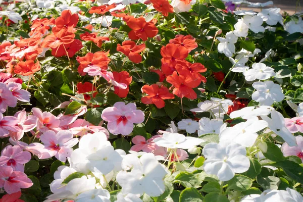 Beautiful flowers or Flower Garden Display, Colorful flowers and leaves in garden landscape, Abundance of blooming wild flowers on the meadow at spring time