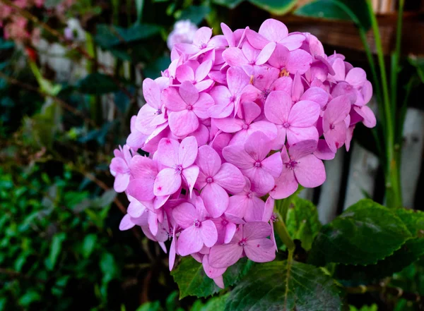 Pink Hydrangea flowers, Pink Power, Hortensia in garden, Hydrangea, a natural bouquet of pink flowers.