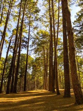Çam ormanı, yeşil, uzun boylu, Çam Ormanı'nda güneş ışığı. Derin çam ve köknar ormanı manzarası.