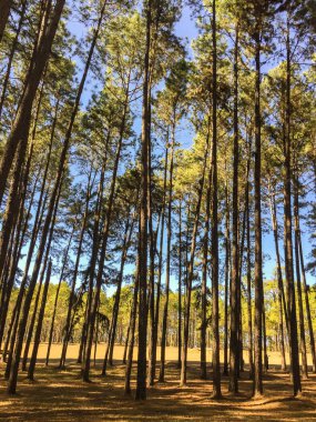 Çam ormanı, yeşil, uzun boylu, Çam Ormanı'nda güneş ışığı. Derin çam ve köknar ormanı manzarası.