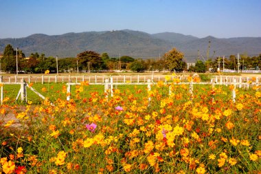 Resmi bahçe. Büyük bahçe ve bir heykeli önünde