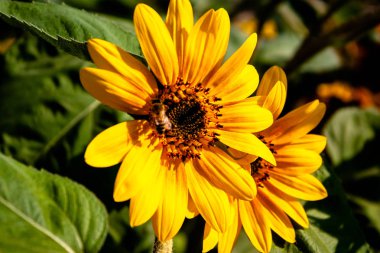 dramatik gün batımı ile ayçiçeği alan