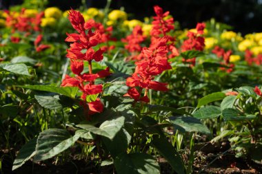 Resmi bahçe. Büyük bahçe ve bir heykeli önünde