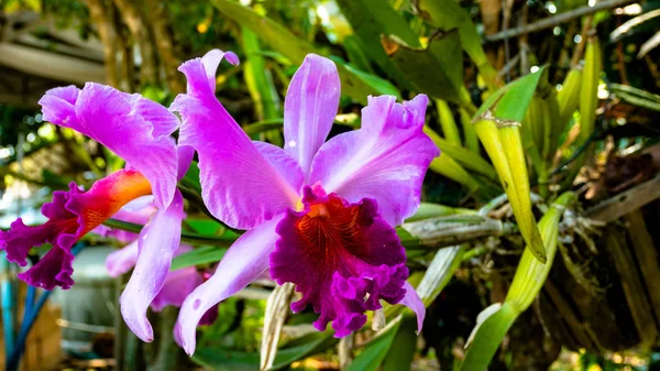 Cattleya orkide güzellik pembe. Cattleya lueddemanniana. Bu güzel Cattleya tür büyümeye çok kolay ve çok hızlı bir şekilde bu yüzden yeni başlayanlar için tavsiye edilir yeni ortamlara uyum sağlar. 