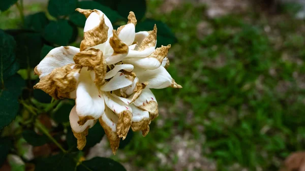 White Withered rose. Withered rose bud in garden. Natural, bloom.