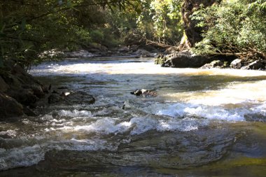 Tropikal yağmur ormanları. Mae Klong Nehri, Tayland'ın kuzeybatısında, Tak Eyaleti'nde. Locationamphoe Umphang Tak Province, Batı Tayland.