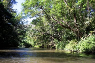 Tropikal yağmur ormanları. Mae Klong Nehri, Tayland'ın kuzeybatısında, Tak Eyaleti'nde. Locationamphoe Umphang Tak Province, Batı Tayland.