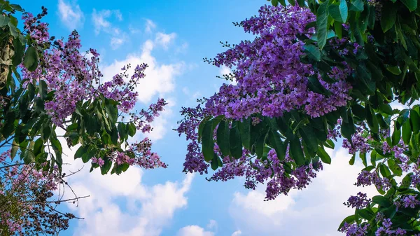 Blooming 'deki Myrtle' ı tırmala. Çiçekçilik, bahçecilik..