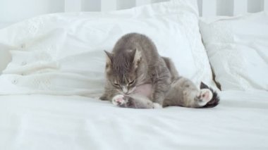 Kendisi yalama ve dijital tablet Pc yanında oturan sevimli kedi.