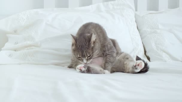 Chat Mignon Lecher Assis Cote Tablette Numerique Video Mltv C