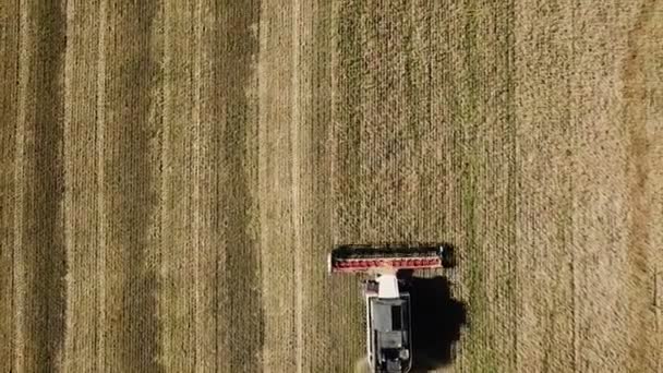 Combina la raccolta delle colture da campo di grano. Note di alimentazione concetto di raccolto. Agricoltura — Video Stock