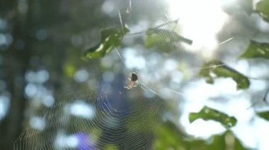 Güneş ışığı altında spiderweb merkezinde oturan örümcek. Orman arka plan.