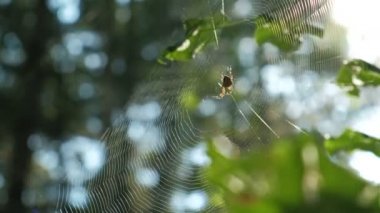 Örümcek onun web güneş ışığı altında ortasına oturmuş. Yeşil arka plan
