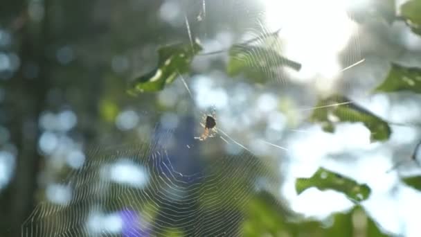 Spider sitting at the center of spiderweb under the sunlight. Forest background. — Stock Video
